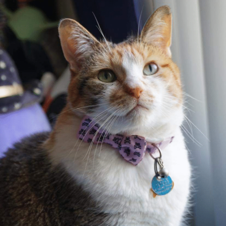 Vice President Pixel